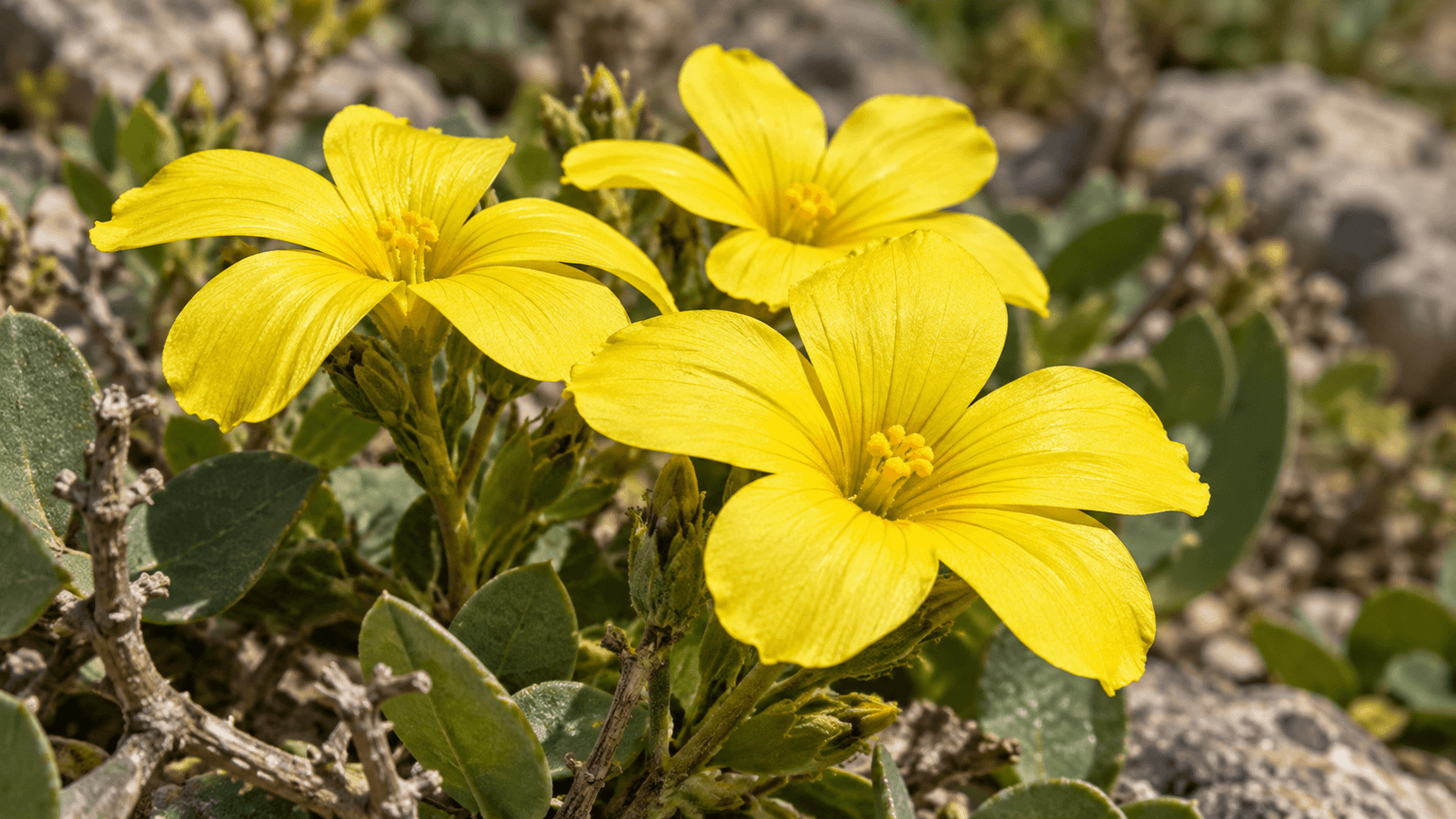 Vegetazione mediterranea selvatica tra le rocce dell'entroterra montuoso di Karpathos